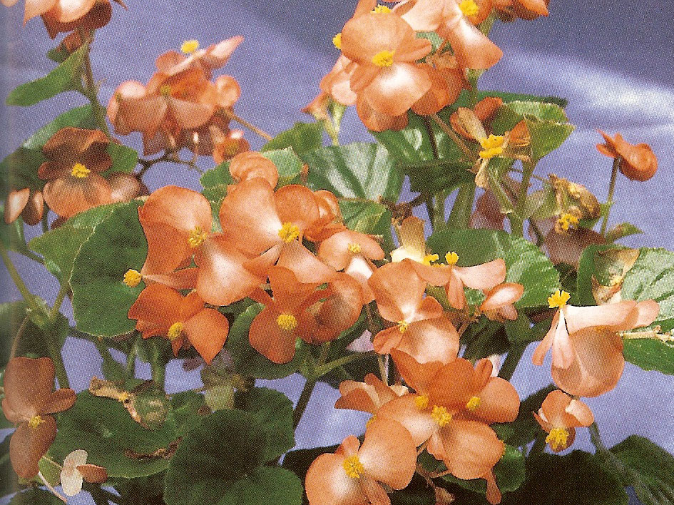 B. ‘Olympia Salmon Orange’